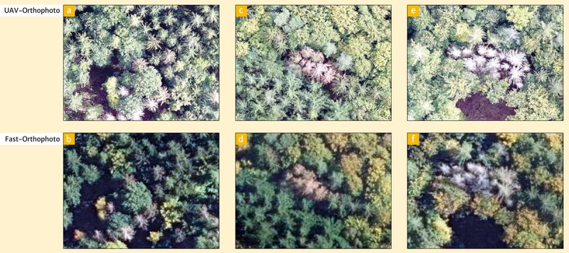 several aerial photos of the same forest