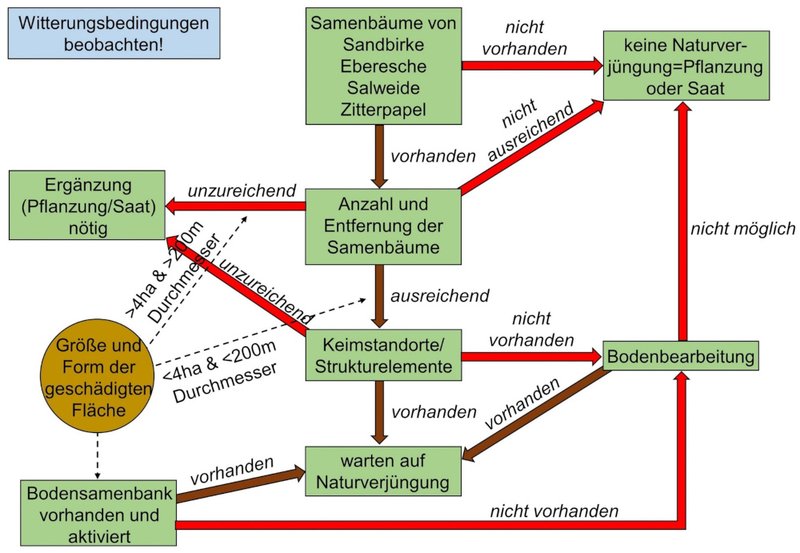 Wahrscheinlichkeit Naturverjüngung oder Notwendigkeit von Pflanzung und Saat