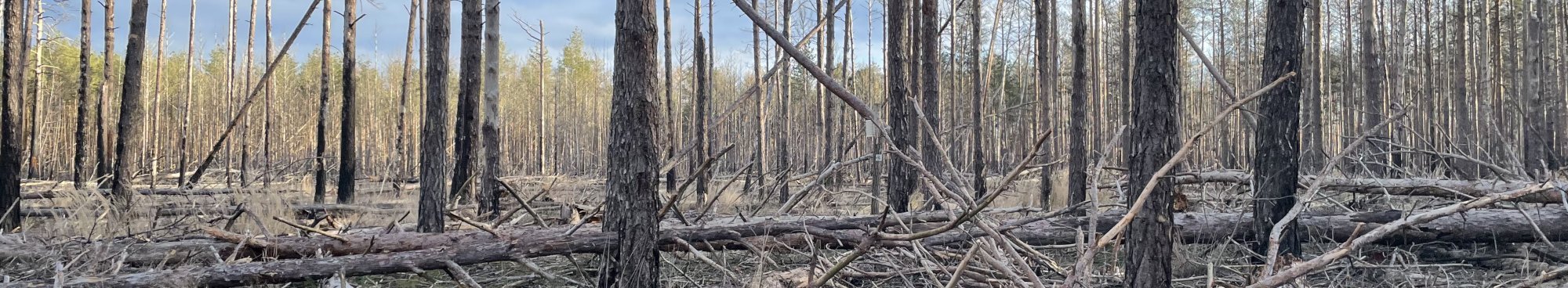 Schadfläche Waldbrand liegendes Totholz