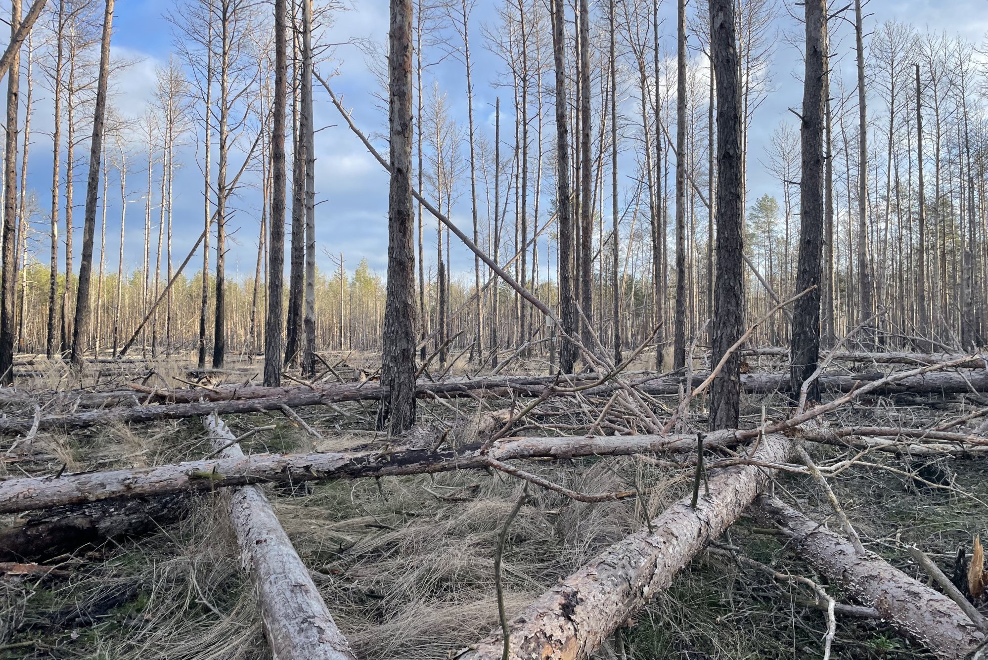 Waldbrand Schadfläche liegendes Totholz