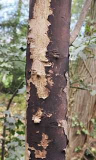 Russrindenkrankheit (Cryptostroma corticale) Russrindenkrankheit (Cryptostroma corticale)