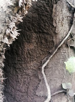 Russrindenkrankheit (Cryptostroma corticale) Russrindenkrankheit (Cryptostroma corticale)