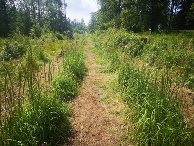 eingepflanzte Wiese mit deutlichen Streifen, wo das Gras zurückgenommen wurde