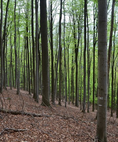 Wald aus Laubbäumen