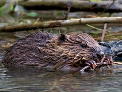 Photo: Christof Angst castor