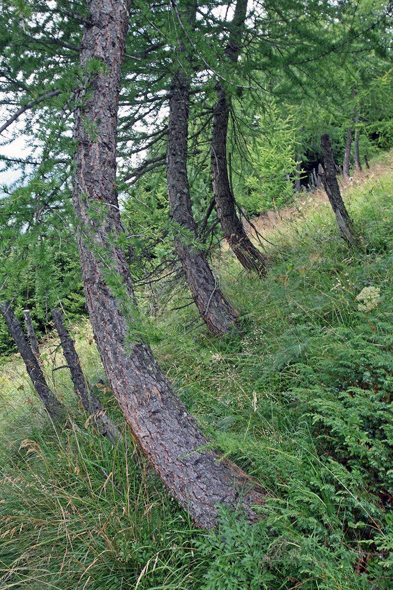 Baumformen An Der Oberen Waldgrenze