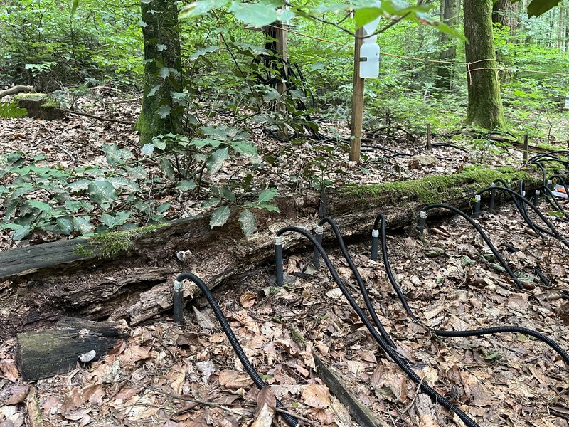 Saugkerzen entnehmen Bodenwasserproben entlang des Totholzes.