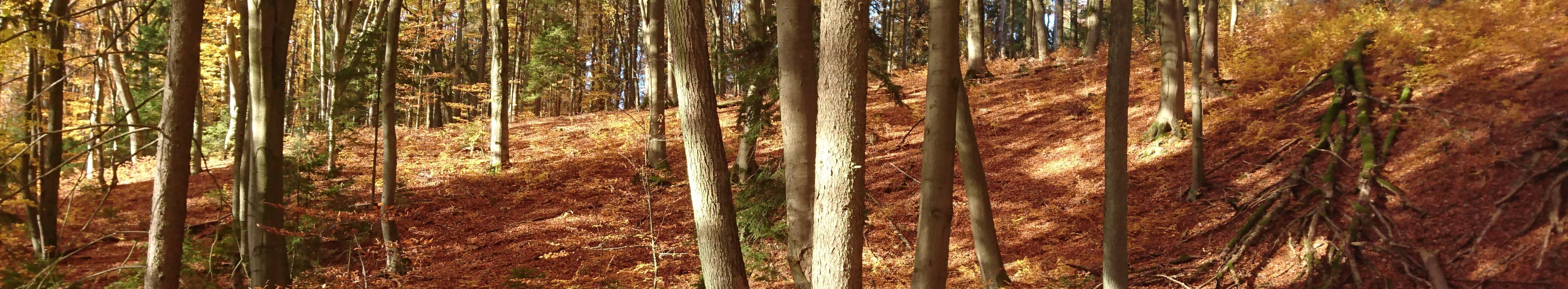 herbstlicher lichter Buchenwald