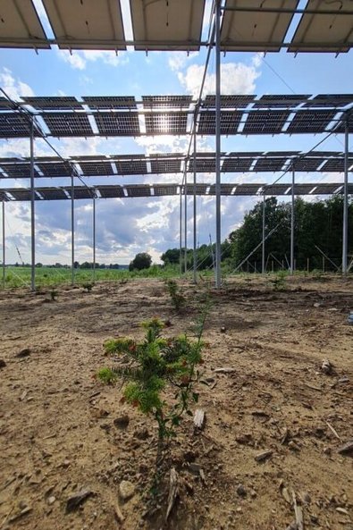 Junge Tannen unter Photovoltaikmodulen