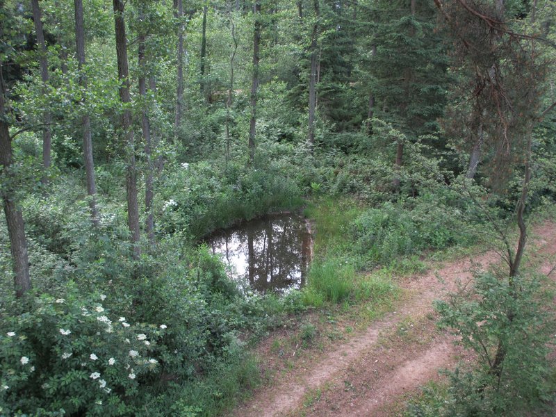 Pond next to a forest road. Photo: BFW