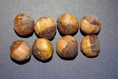 several brown, large nuts on a surface