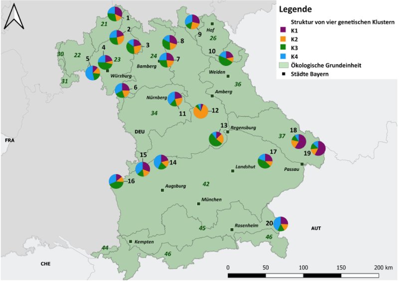 Karte Bayerns mit in Kreisdiagrammen aufgeschlüsselsten genetischen Strukturen des Spitzahornvorkommens