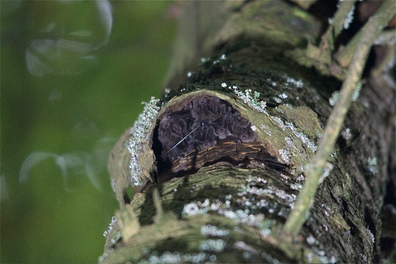 kleine Fledermäuse in einer Rindentasche