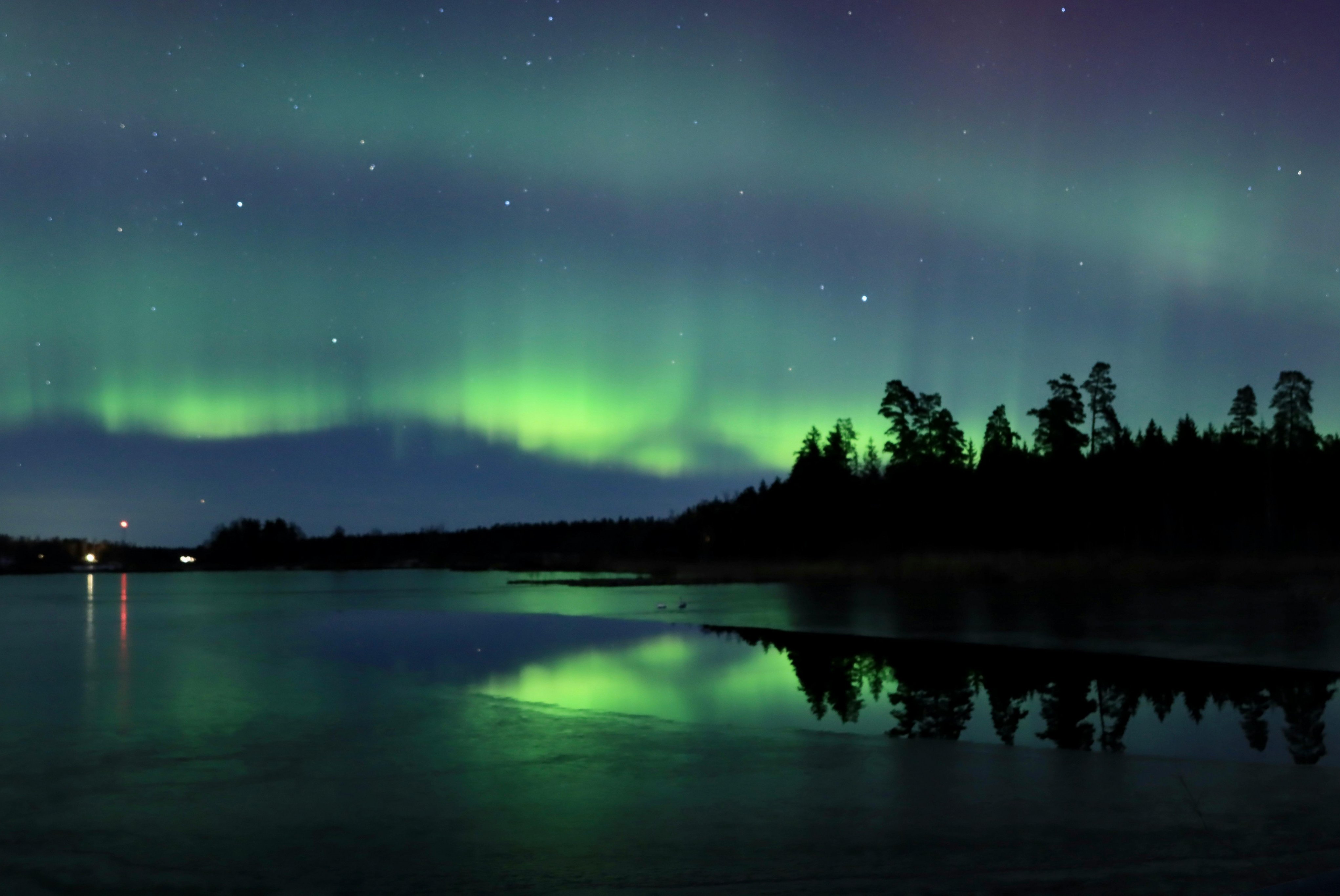 Schwedischer Wald mit grünem Polarlicht