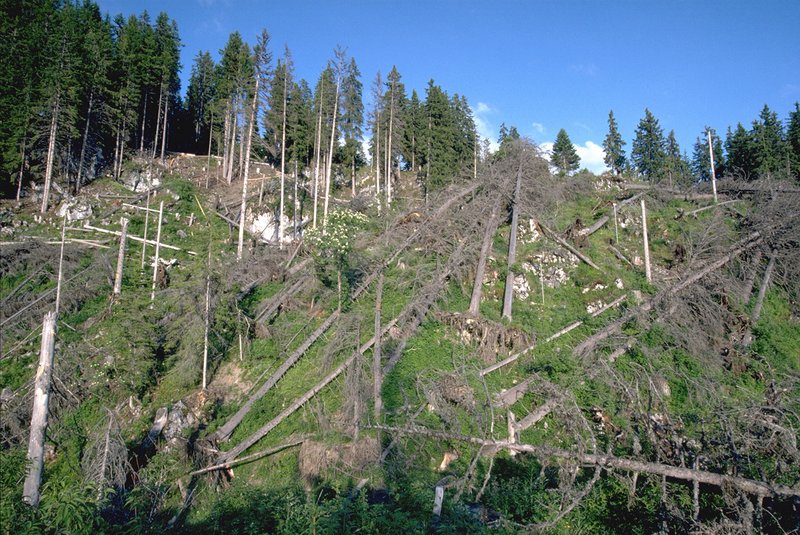 après une tempête dans une forêt de montagne