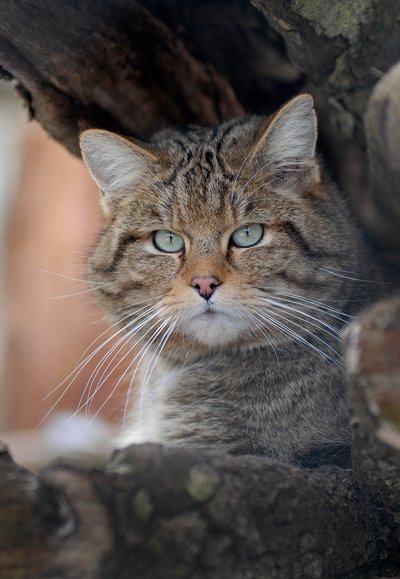 Braune Katze mit schwarzen Akzenten schaut direkt in die Kamera