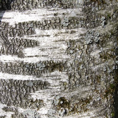 Hängebirke Rinde der Hängebirke