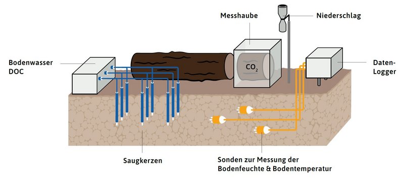 Versuchsaufbau zur Erfassung von Kohlenstoff aus Totoholz