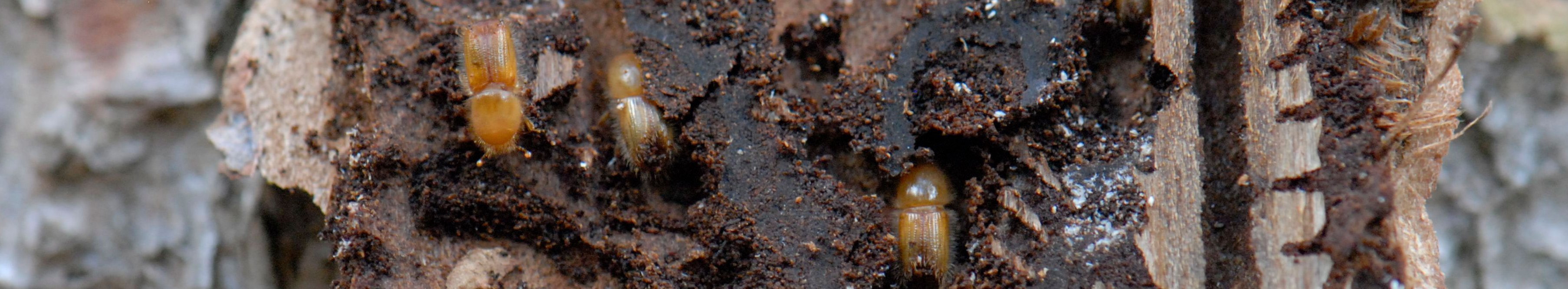 Small brown beetles in feeding tunnels under the bark