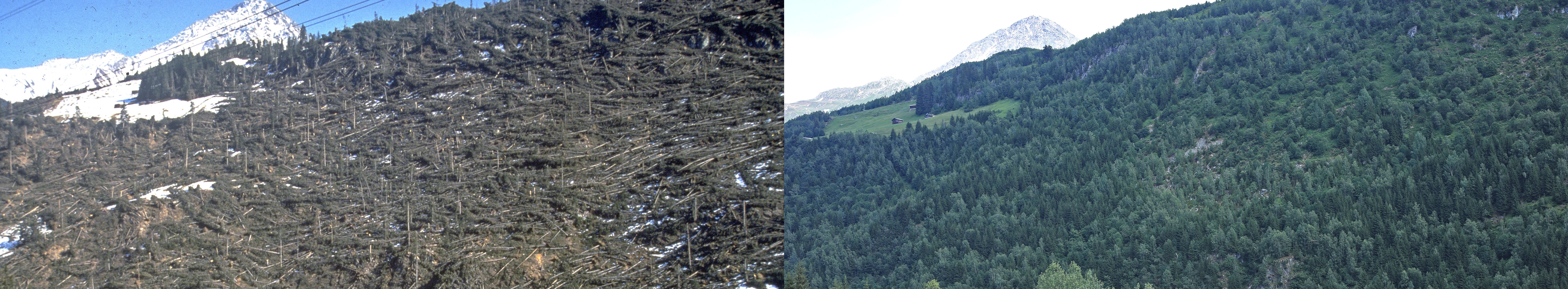 Wiederbewaldung von Vivian-Windwurfflächen im Gebirge Wiederbewaldung von Vivian-Windwurfflächen im Gebirge
