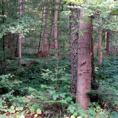 Foresta naturale composta da diverse specie di alberi