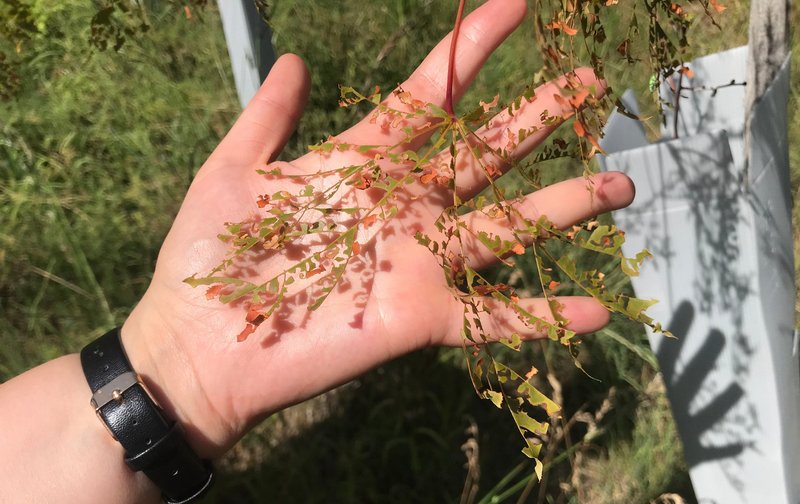 Blatt, von dem nur noch die Blattmittelrippen erhalten sind