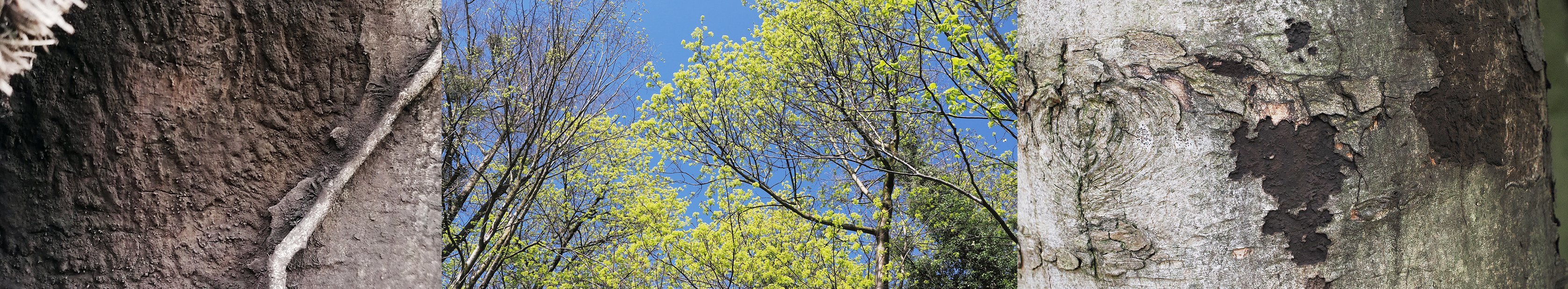 Erkennungshilfe für die Russrindenkrankheit Erkennungshilfe für die Russrindenkrankheit