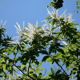 längliche weiße Blüten und Blätter an einem Ast