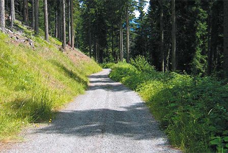 Waldwege in Graubünden