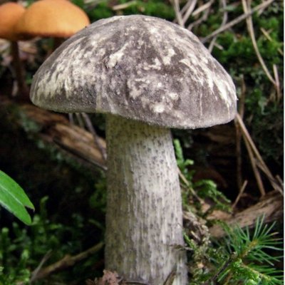 Gefleckter Rauhfuss Gefleckter Rauhfuss