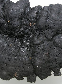 Brandkrustenpilz (Kretzschmaria deusta) Brandkrustenpilz (Kretzschmaria deusta)