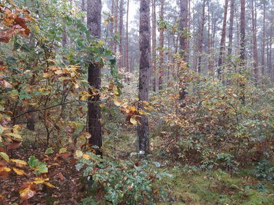 Mischwald Brandenburg