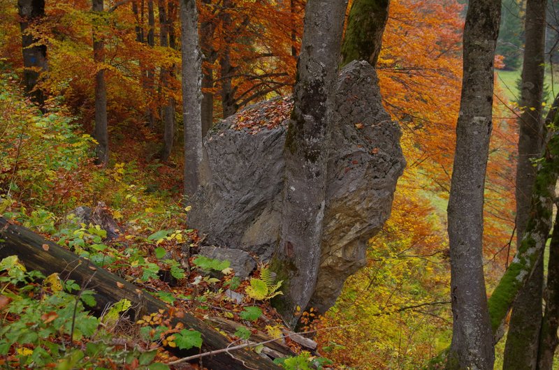 A large stone was stopped on a slope by a tree