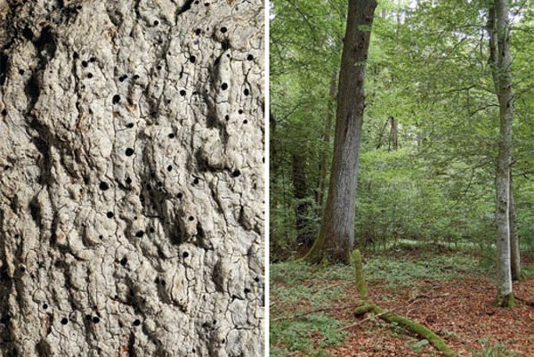 significance of old forests for lichens