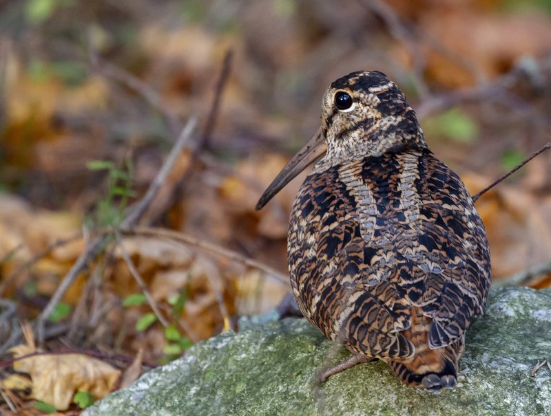 Figure 5: The woodcock (Scolopax rusticola) is very well camouflaged and extremely shy. The FVA is conducting a project investigating whether it can be detected by bioacoustics. (Photo; Pixabay, Tapani Hellmann)