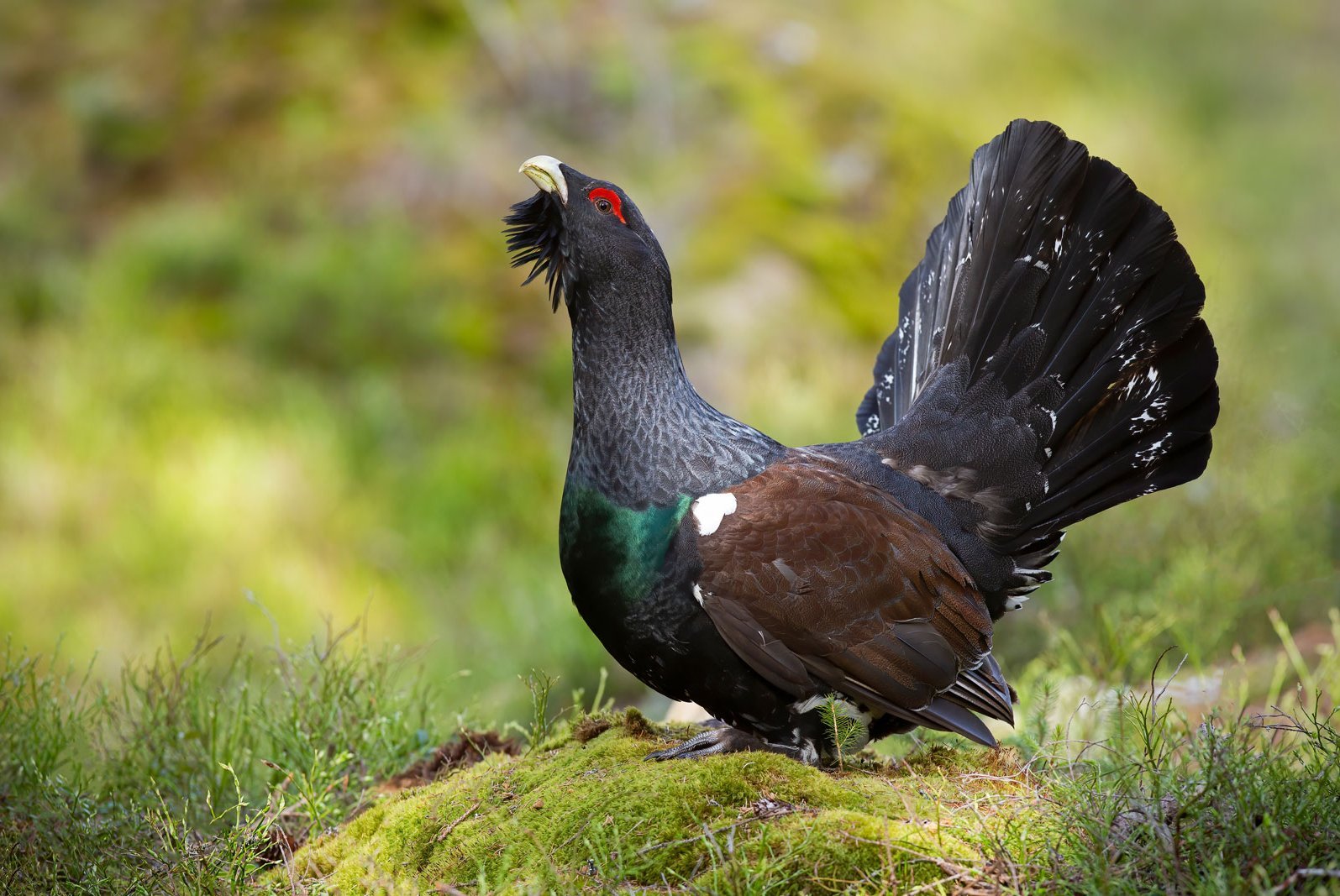 großer hühnerartiger Vogel sitzt auf Waldboden