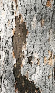 Russrindenkrankheit (Cryptostroma corticale) Russrindenkrankheit (Cryptostroma corticale)