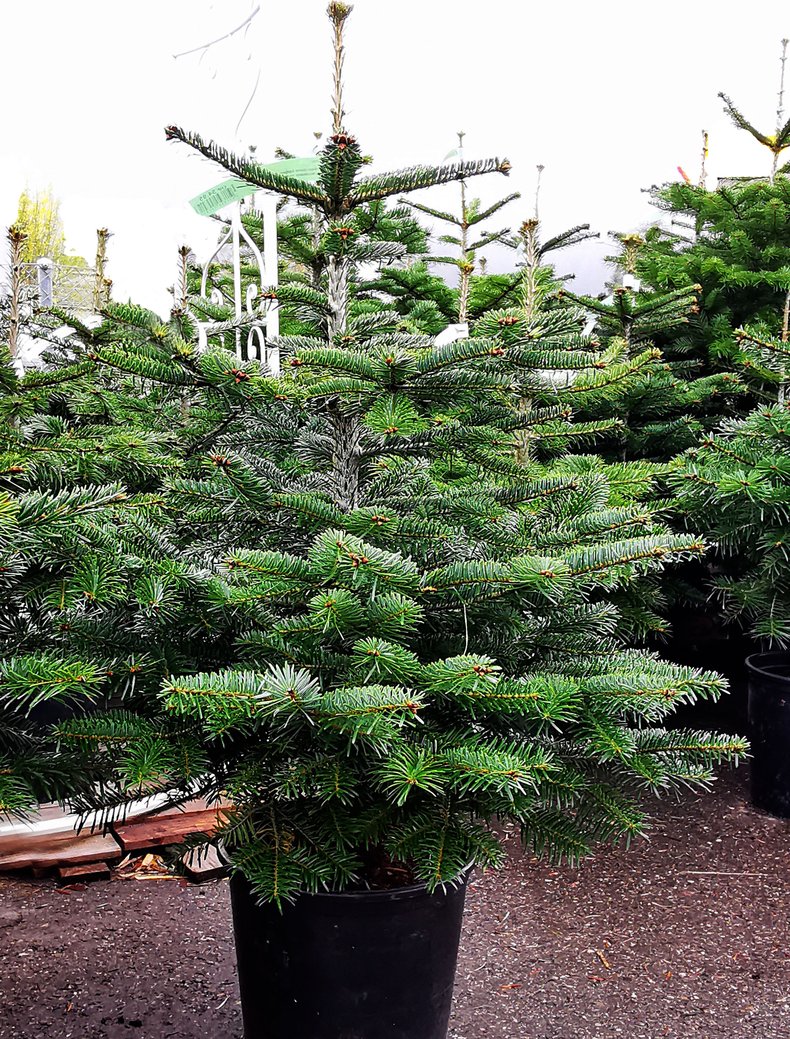 Weihnachtsbaum ökologisch und nachhaltig - geht das? - waldwissen.net