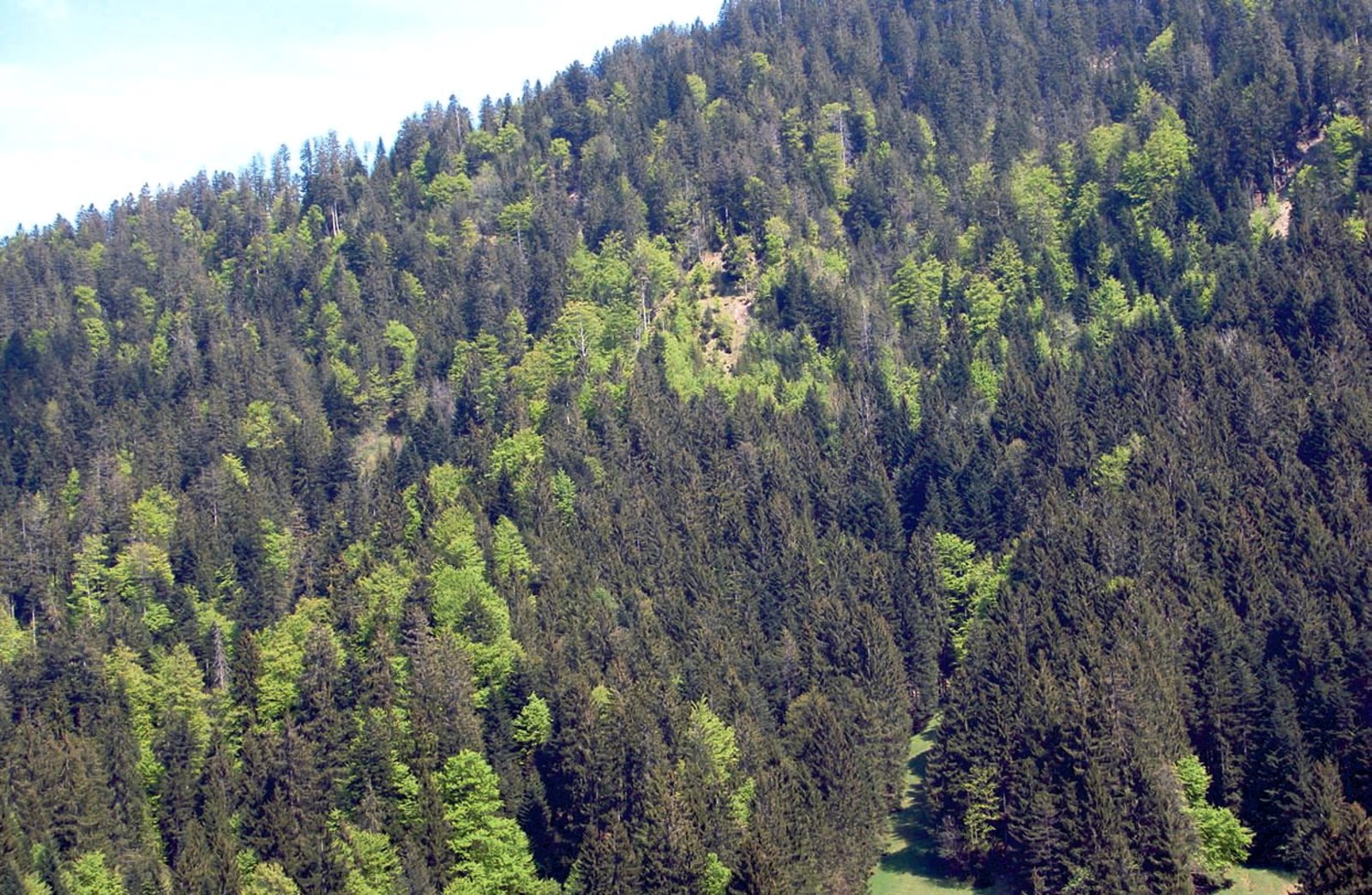 Baumartenvielfalt Vermindert Die Risiken Des Klimawandels