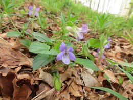 Violett blühendes Hainveilchen