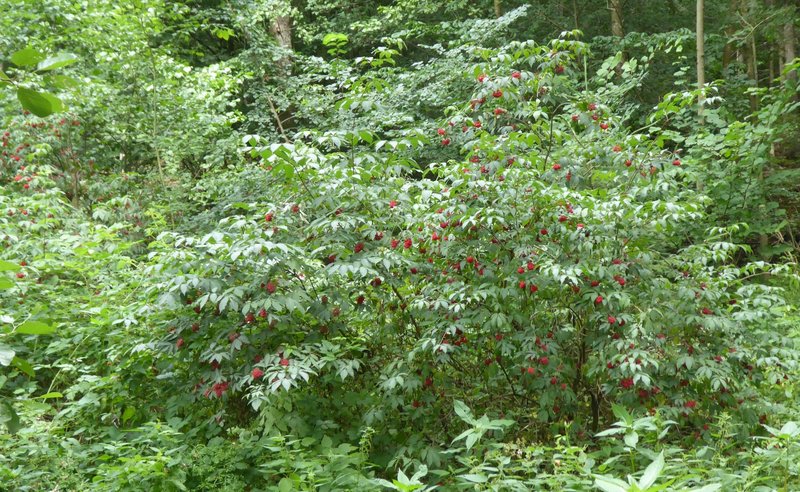 Strauch mit roten Beeren