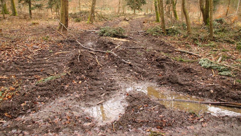 Rückegasse mit Wasserpfützen