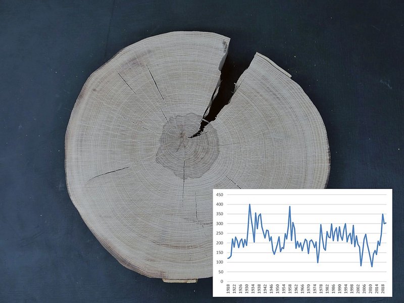Abb. 7: Je nach Herkunftsfläche haben die Probebäume unterschiedlich stark auf den Trockenstress der letzten drei Jahre reagiert. Bei allen Bäumen ist aber mindestens in einem der drei letzten Jahre ein Einbruch des Radialzuwachses zu erkennen. Die Referenzjahre 1976 und 2003 (Weiserjahre) konnten auf allen Scheiben erkannt werden. Besonders in Jahren mit starker Fruktifikation zeigen sich Einbrüche im Zuwachs (FVA BW/Eurich).