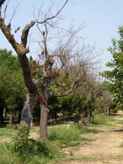 Reihe abgestorbener Nussbäume (Juglans spp.)