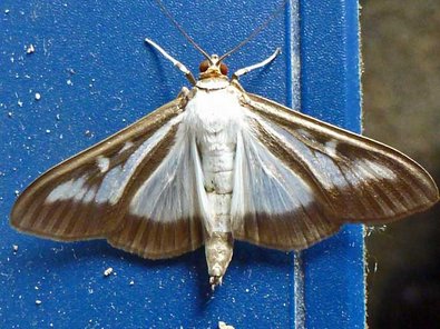 und der Falter des Buchsbaumzünslers