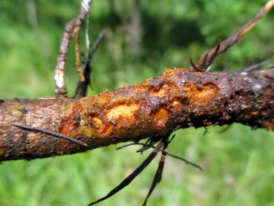 An einem Fichtenstämmchen sind die für den Großen Braunen Rüsselkäfer typischen runden Fraßmahle zu sehen.