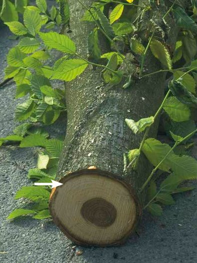 schwarzer Ring im Stammquerschnitt