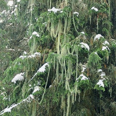 old man’s beard (or Methuselah’s beard) lichen (Usnea longissima)