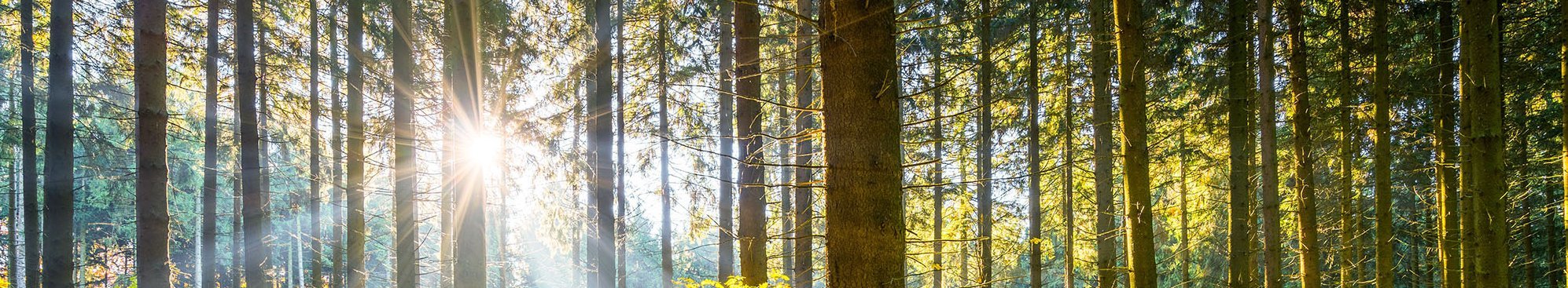 Der Klimawandel verändert die Waldstandorte.