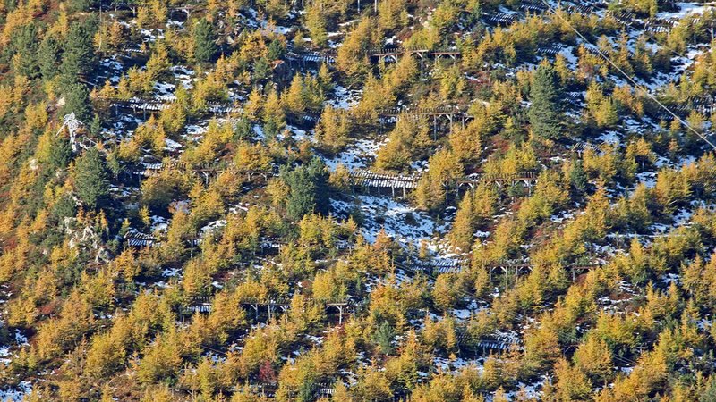 Lärchen am Stillberg 2008